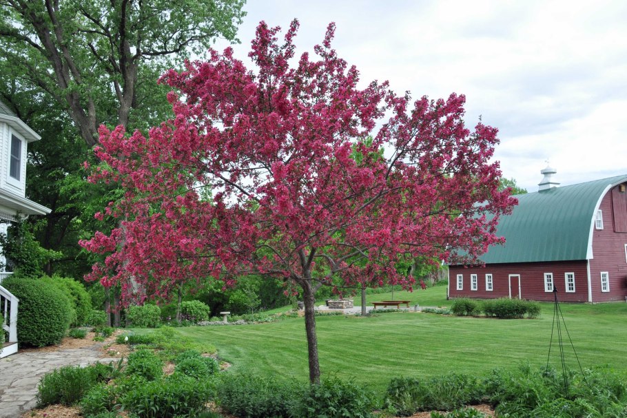 Яблоня Прайри Файер