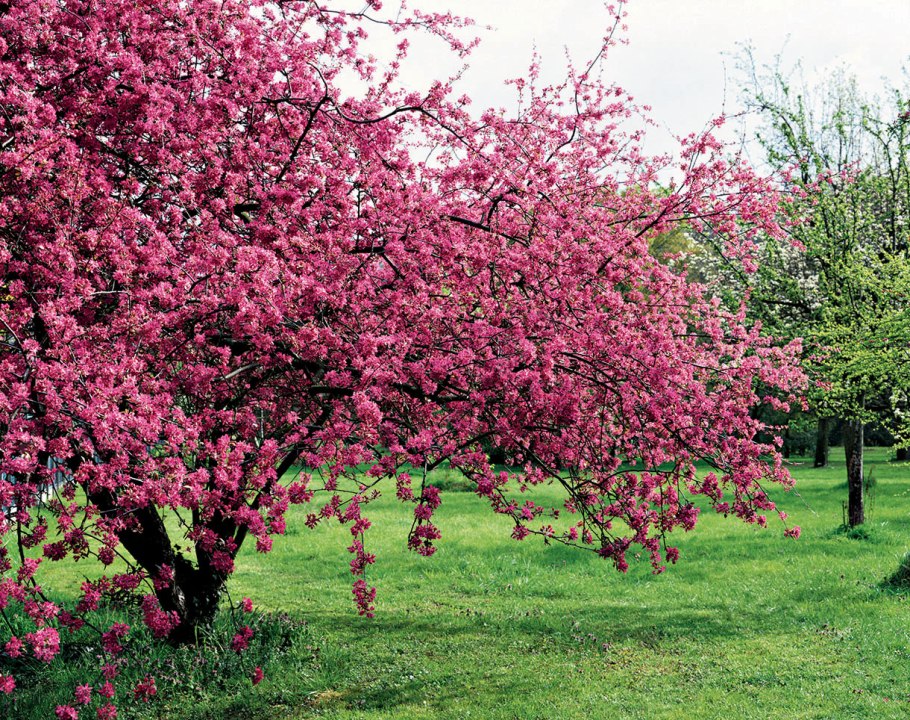 Яблоня 'eleyi'