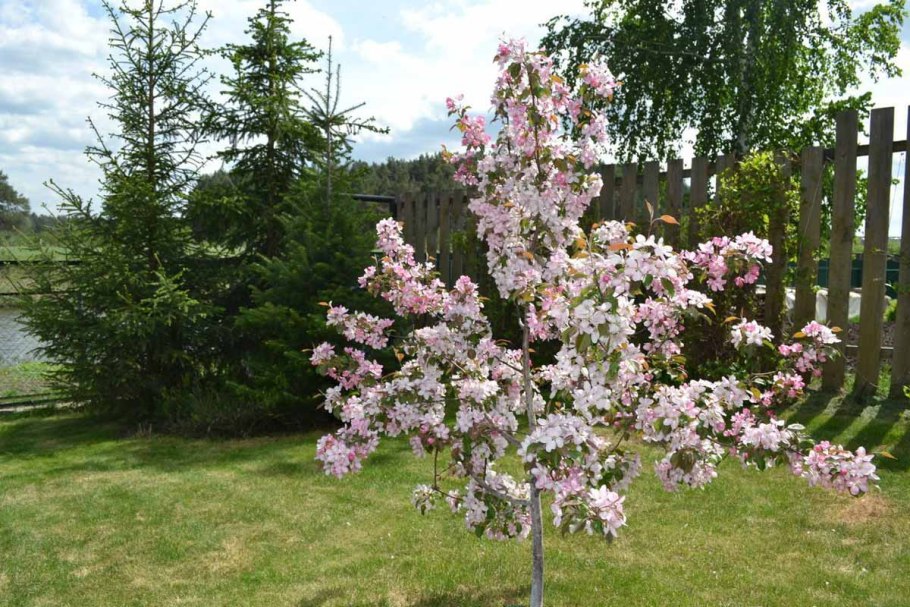 Яблоня декоративная Кармелита