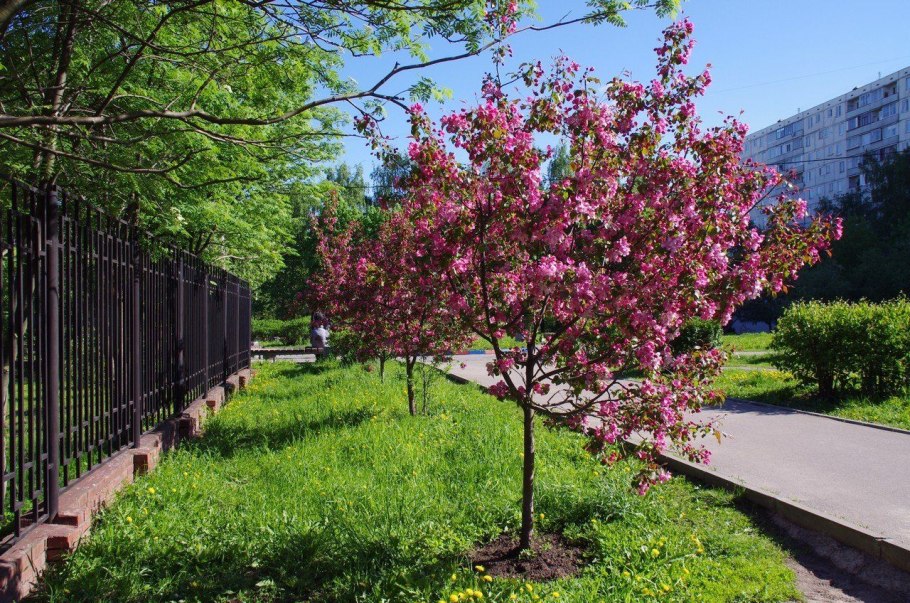 Яблоня Недзвецкого