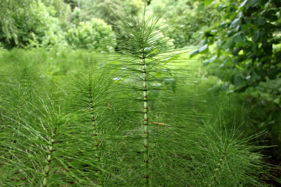 Хвощ полевой (Equisetum arvense)