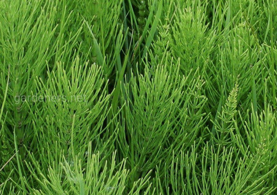 Хвощ полевой Equisetum arvense l.
