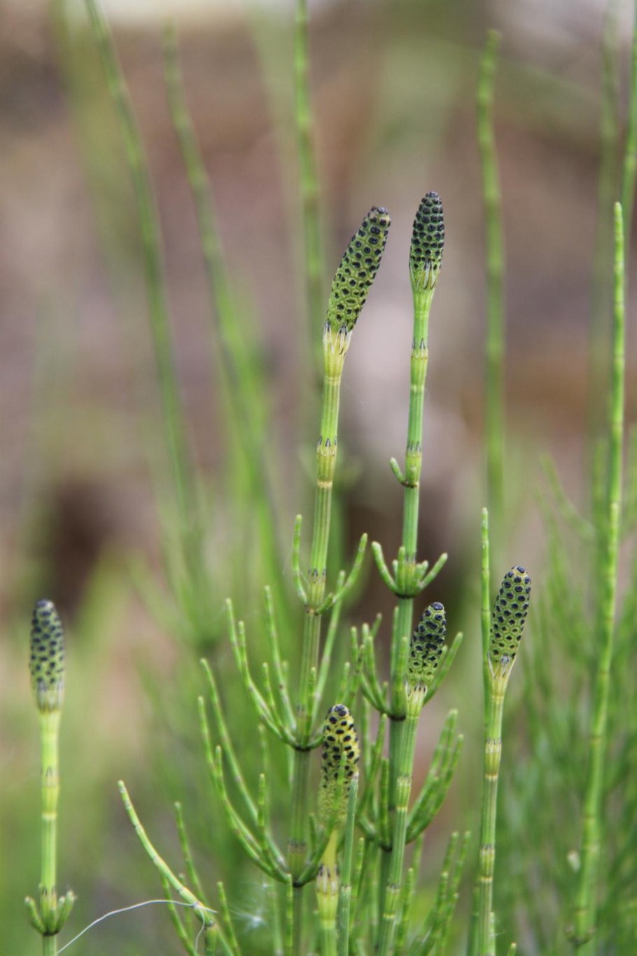 Хвощ полевой Equisetum arvense l.