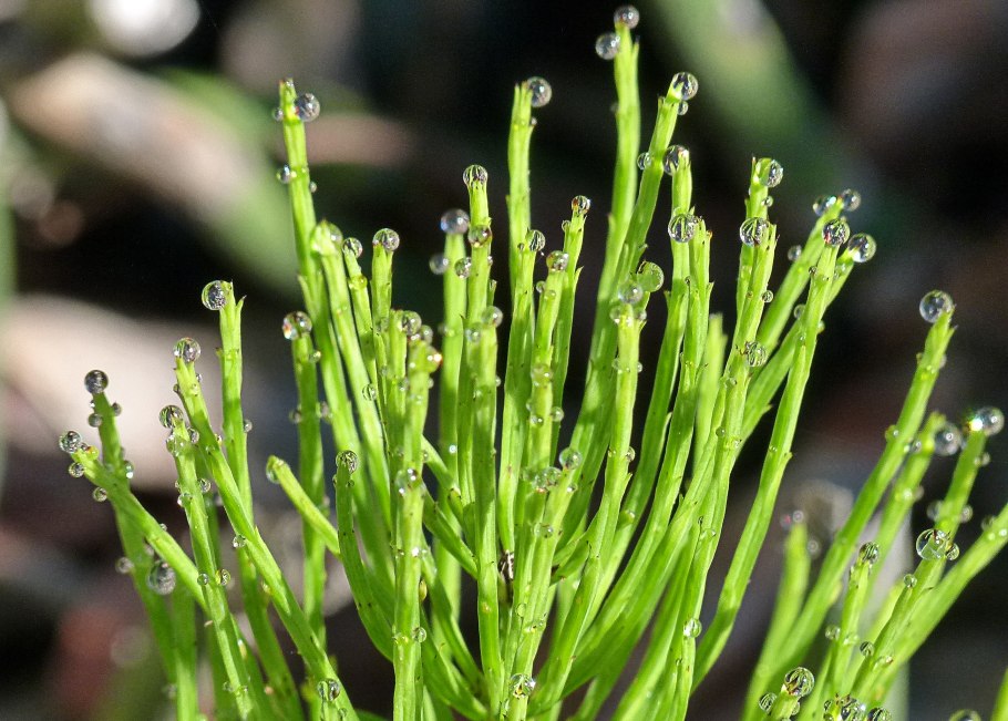 Horsetail растение