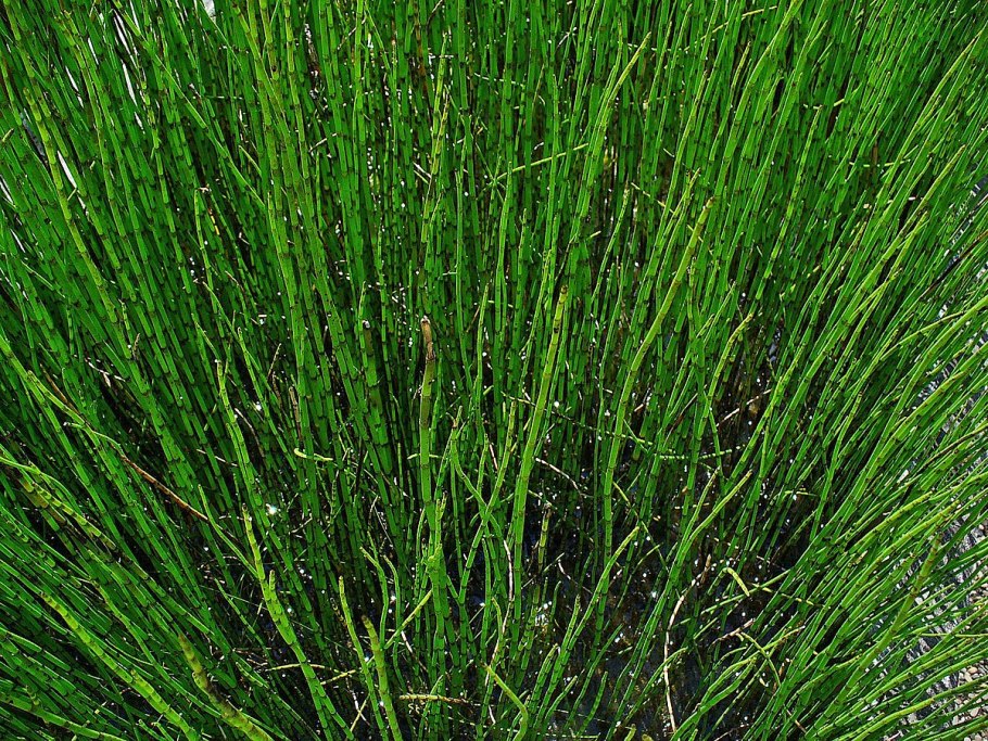 Хвощ полевой (Equisetum arvense)