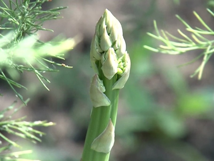 Спаржа луковичное растение