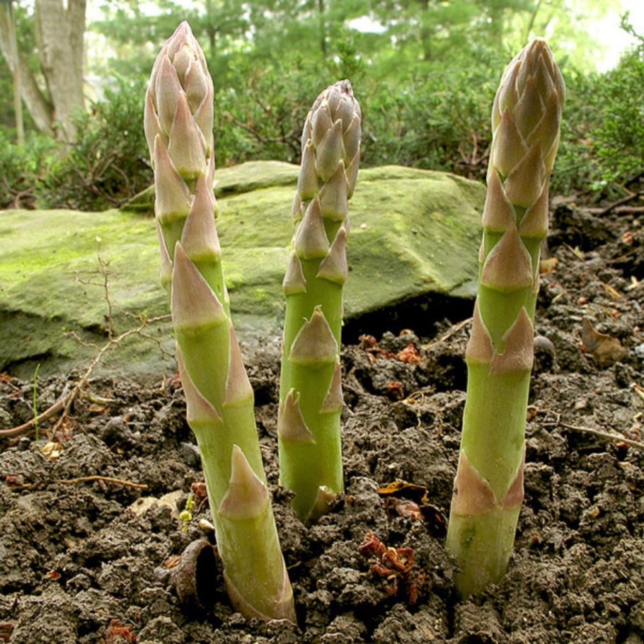 Спаржа Огородная