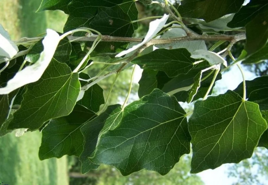 Populus Alba Тополь белый