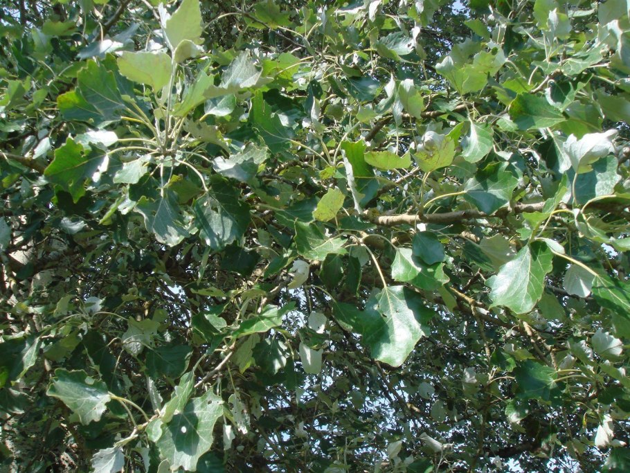 Лох серебристый (Elaeagnus argentea)