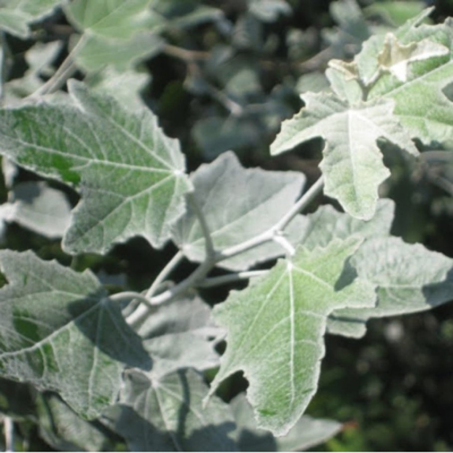 Тополь белый нивея