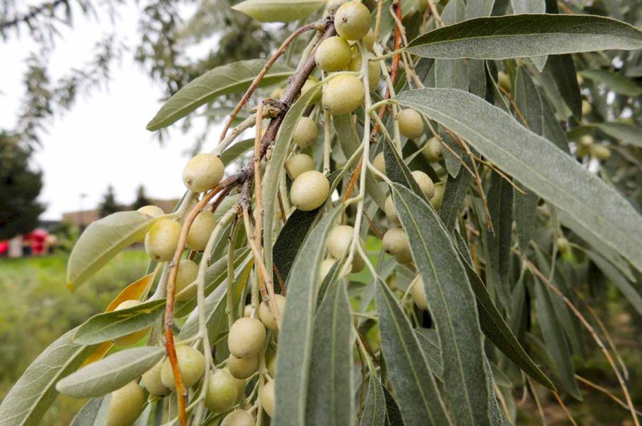 Клен серебристый Acer saccharinum