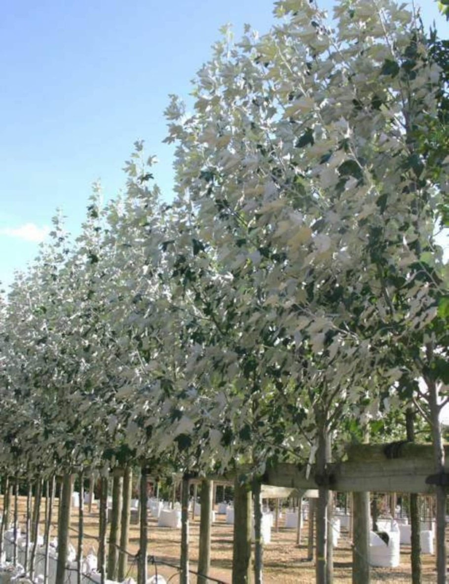 Клен серебристый дерево