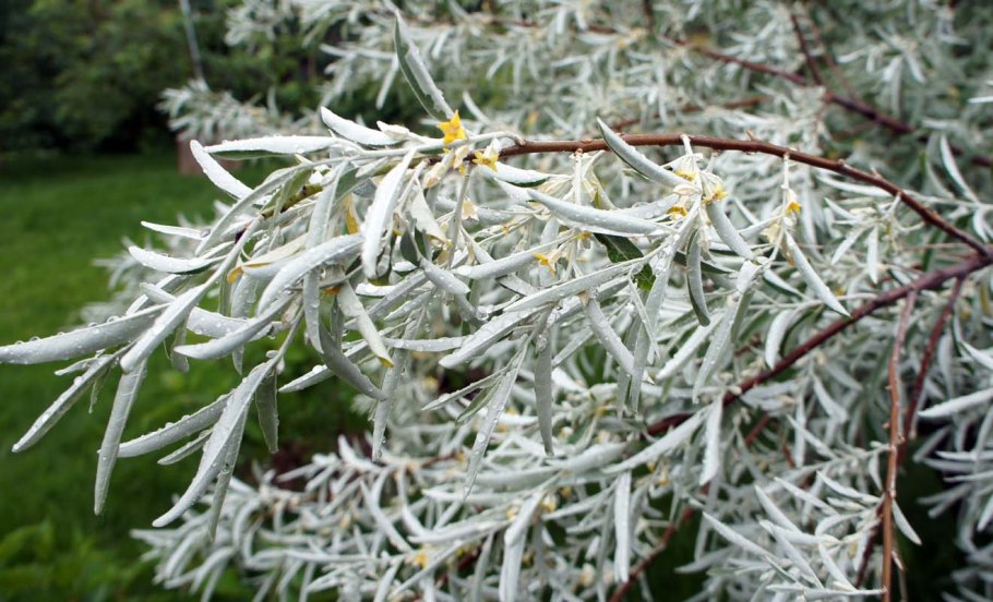 Eucalyptus Гунни