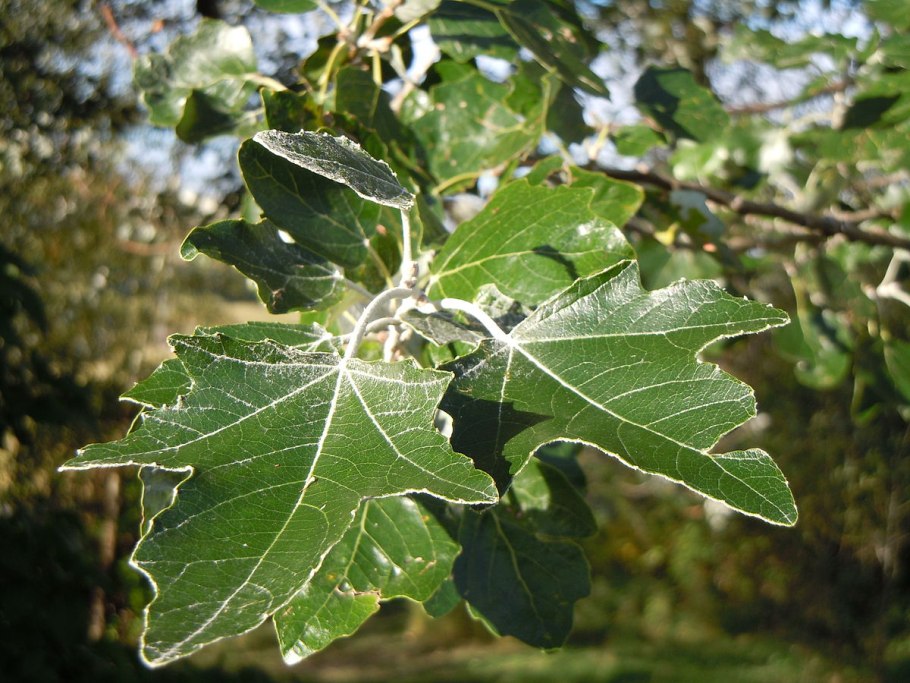 Populus Alba Тополь белый