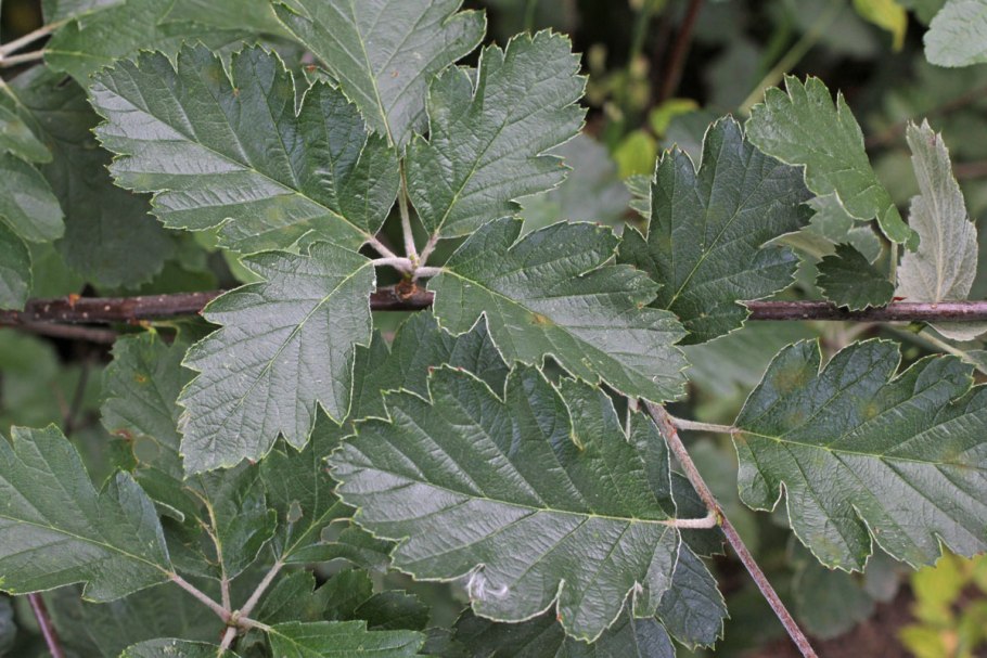 Тополь Populus Alba ствол