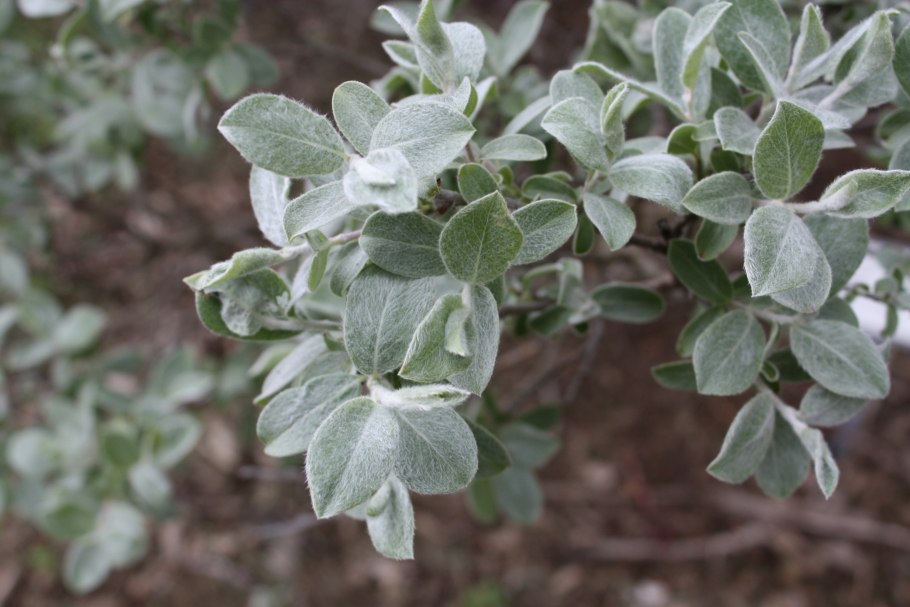 Populus Alba Тополь белый листья
