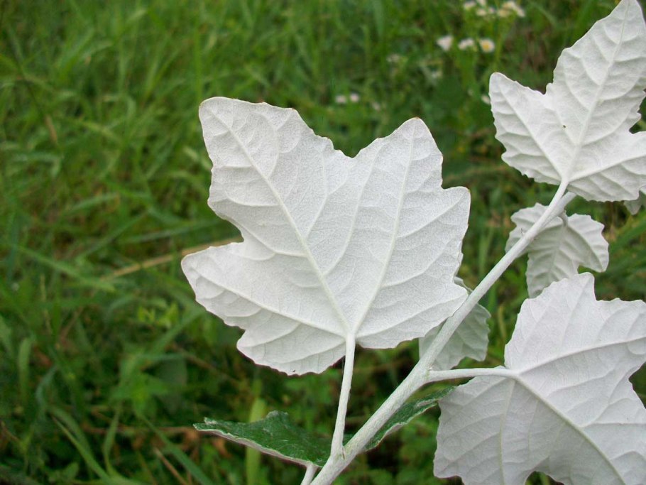Populus Alba Тополь белый