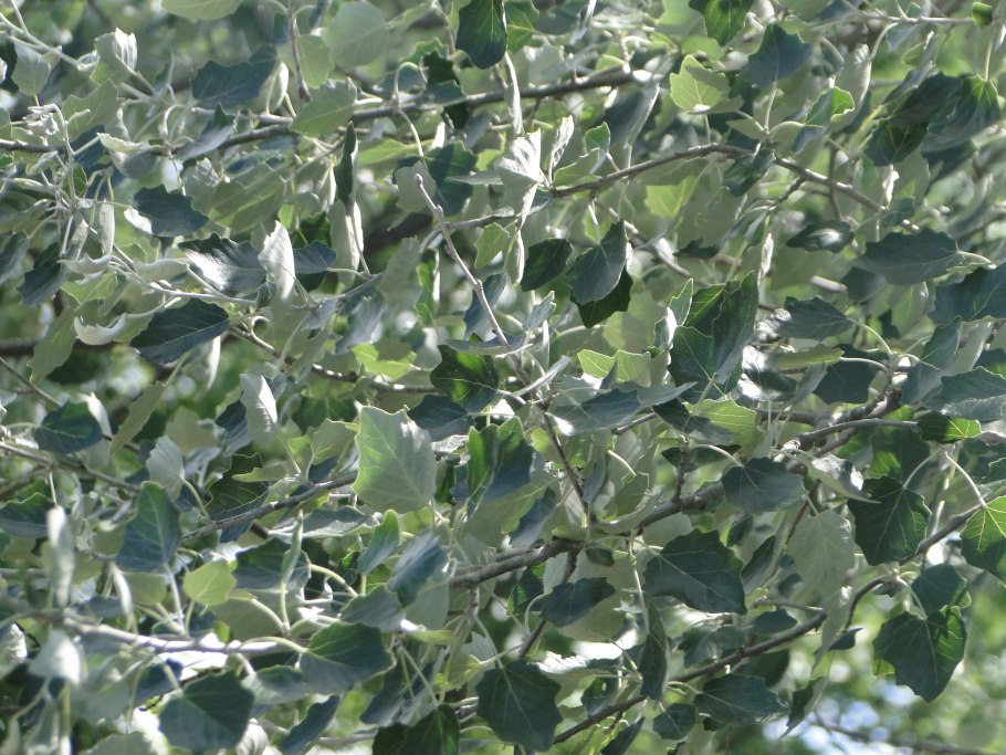 Тополь пирамидальный серебристый