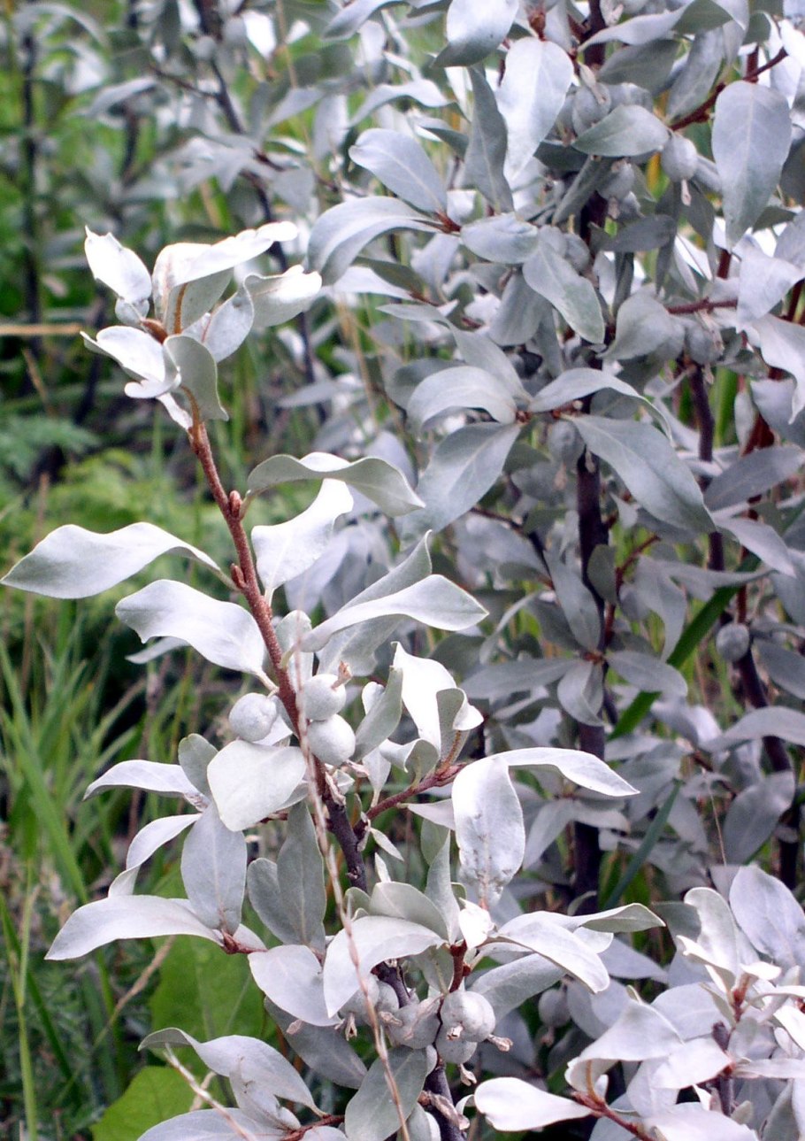 Тополь пирамидальный с серебристыми листьями