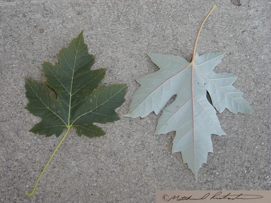 Populus Alba Тополь белый