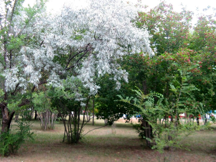 Дерево Бунхозия серебристая