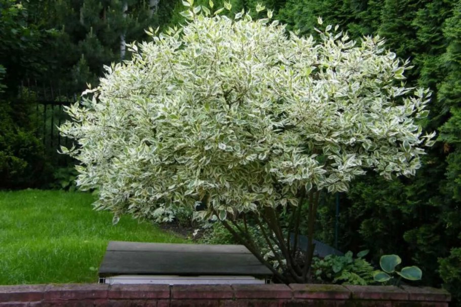 Sorbus Intermedia листья