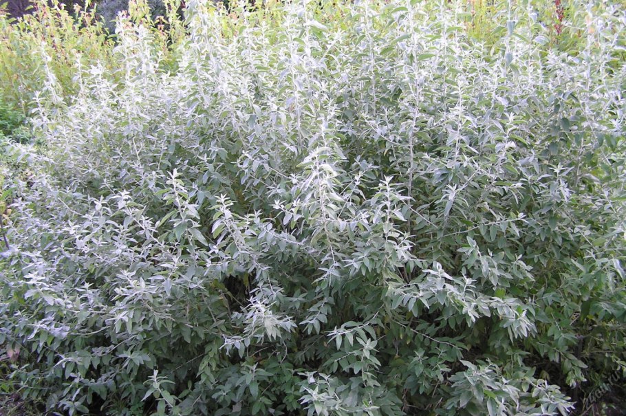 Эвкалипт пепельный серебряный доллар