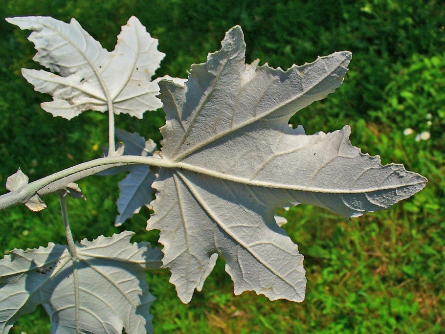 Populus Alba Тополь белый