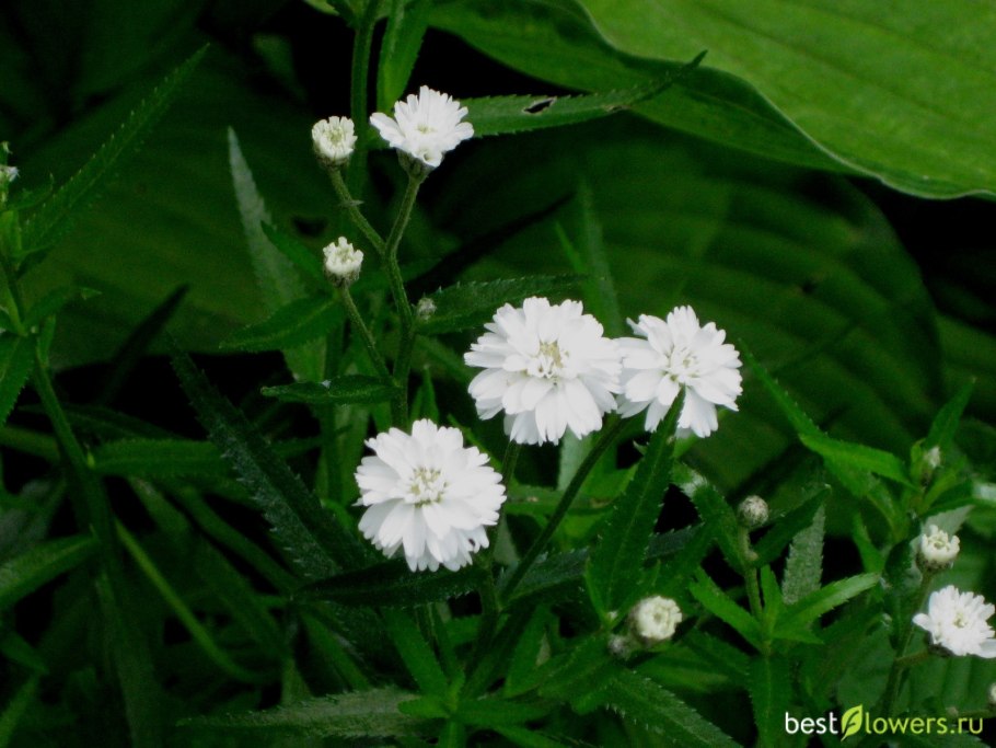 Жемчужница всходы