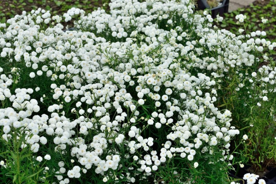 Тысячелистник птармика (Achillea ptarmica)