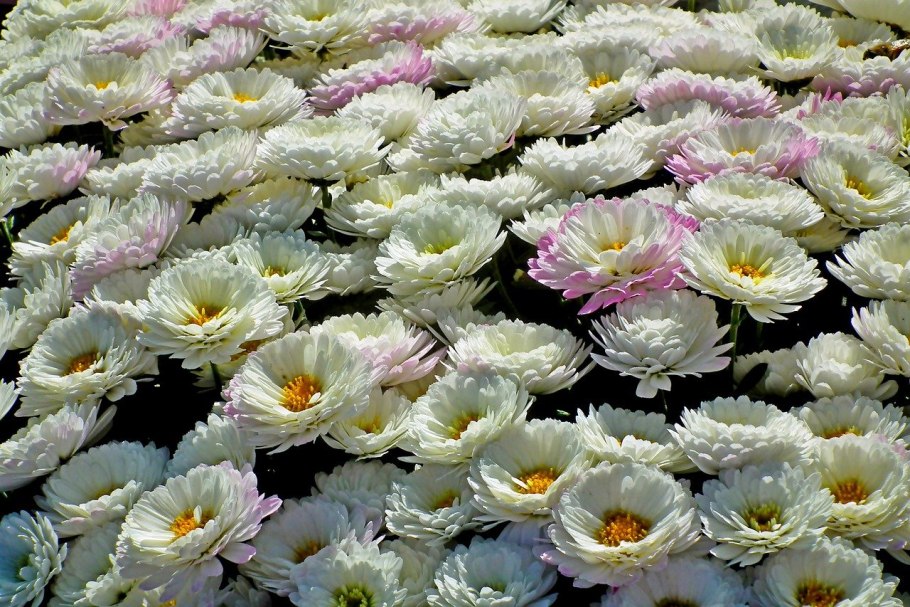 Хризантема Жемчужина