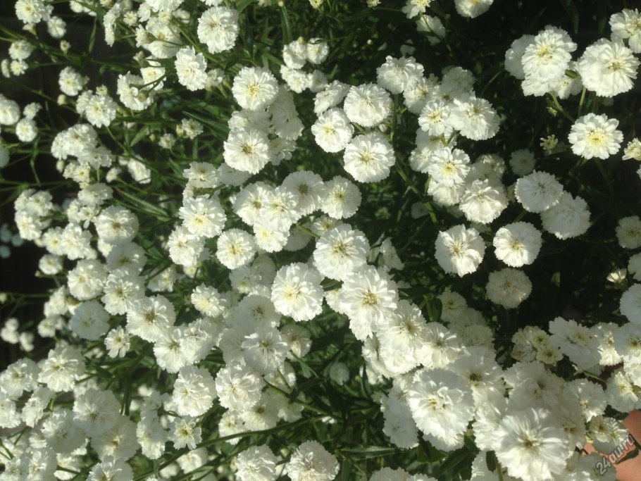 Тысячелистник птармика