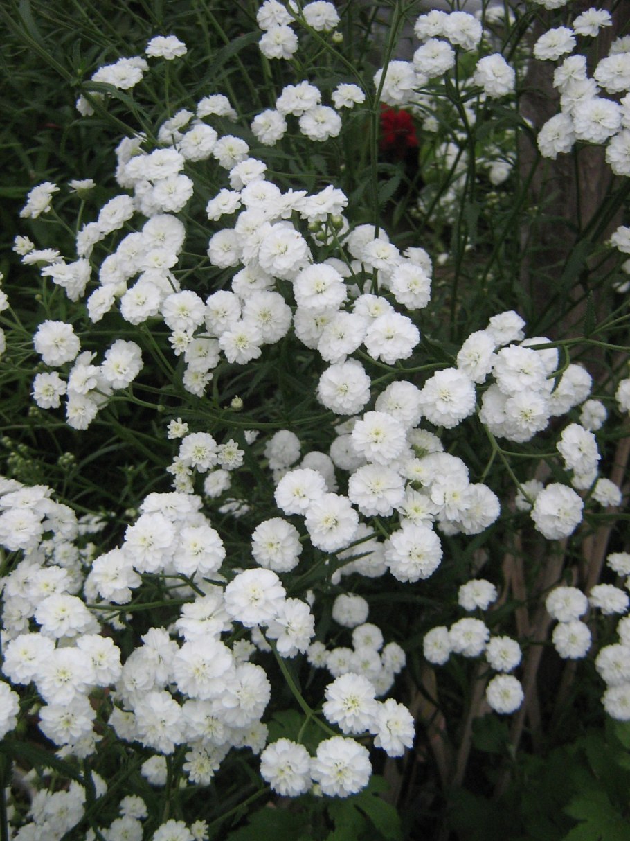 Тысячелистник птармика жемчуг