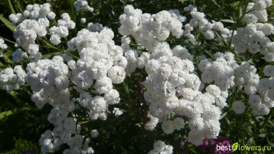 Тысячелистник Жемчужина Востока