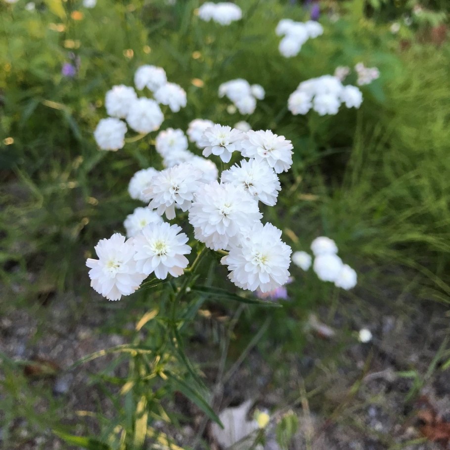Тысячелистник Ахиллея птармика Жемчужница