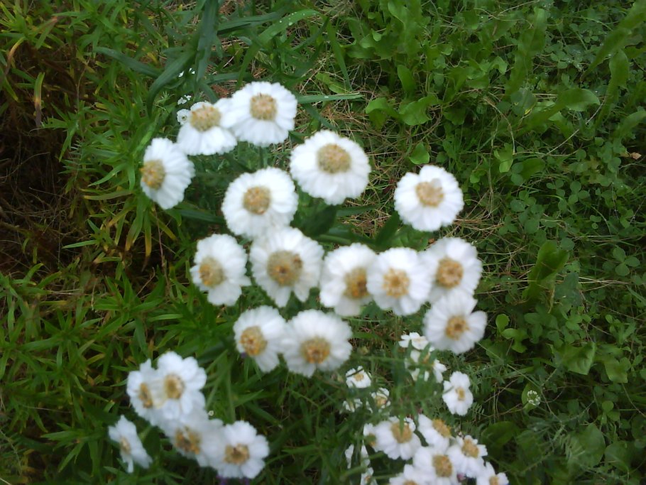 Пиретрум Жемчужница