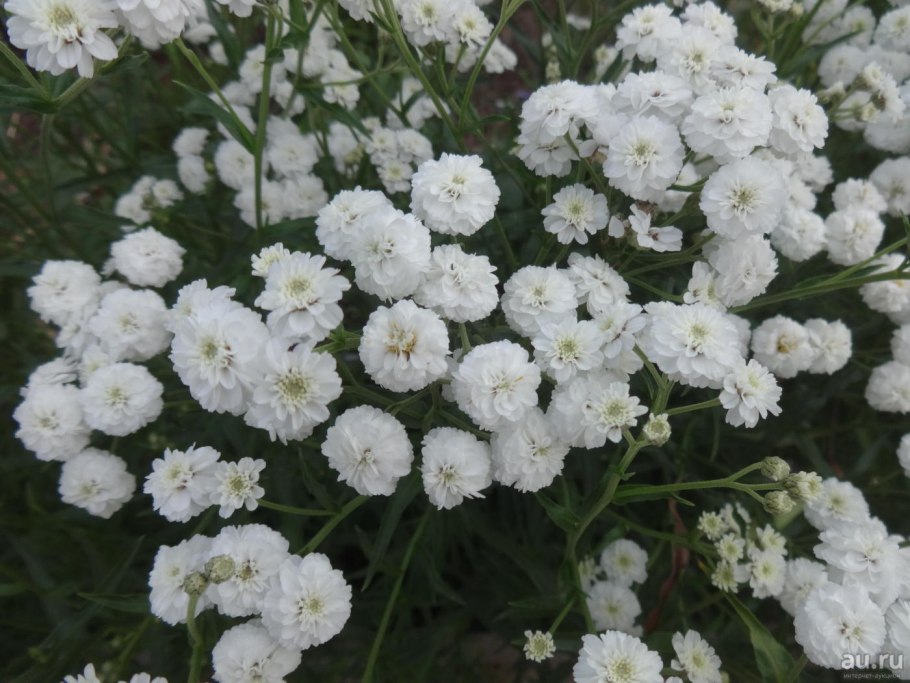 Тысячелистник птармика (Achillea ptarmica)