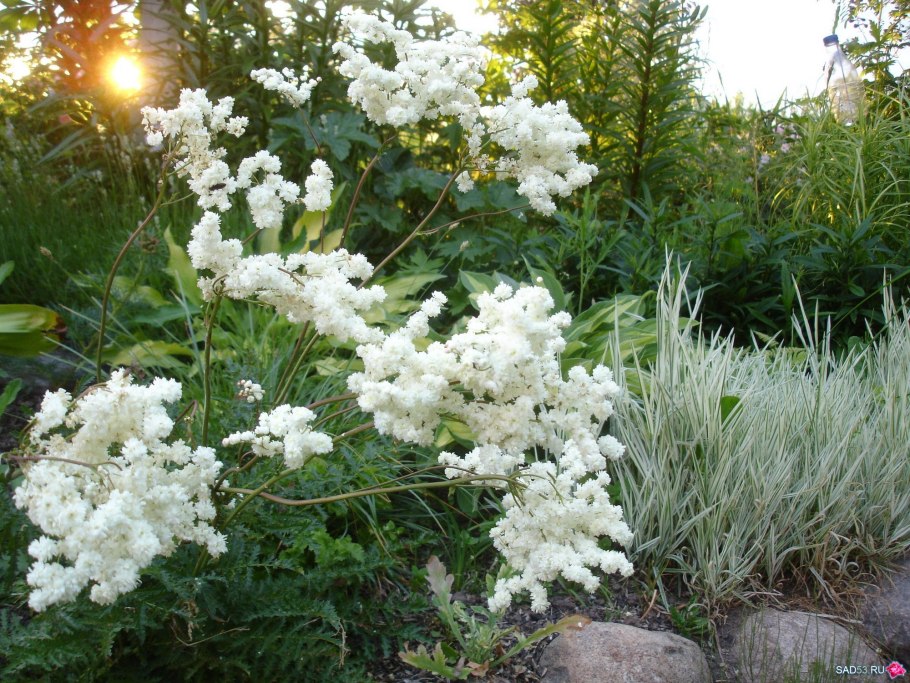 Гавриш тысячелистник жемчуг