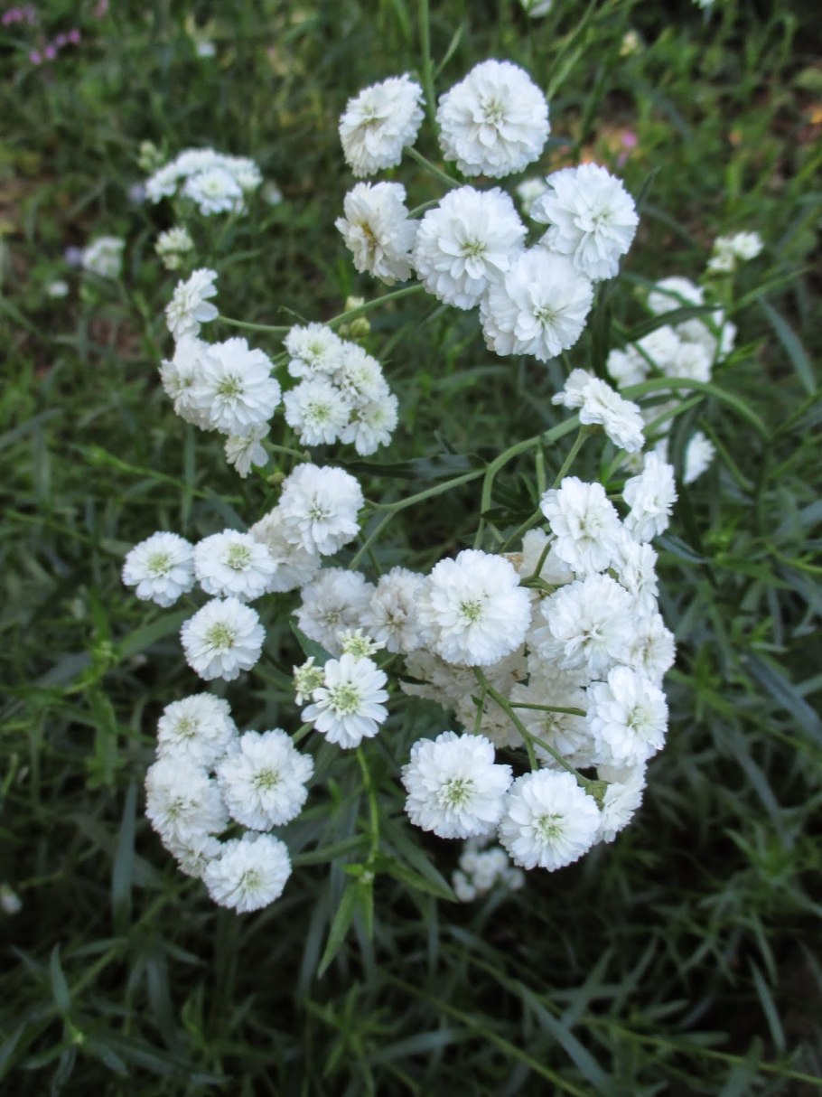 Тысячелистник Achillea сорта