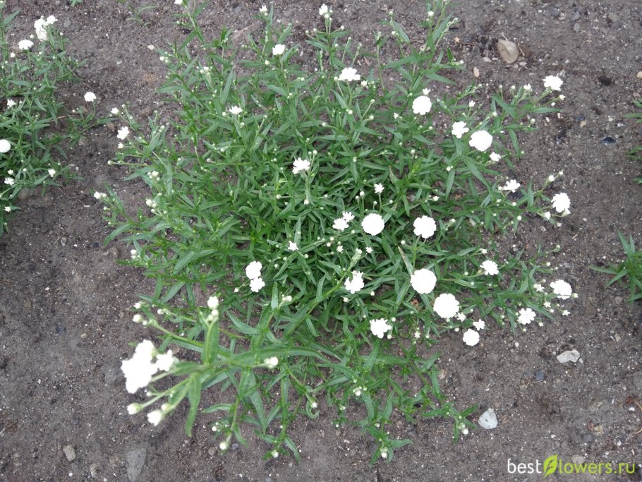 Тысячелистник птармика жемчуг