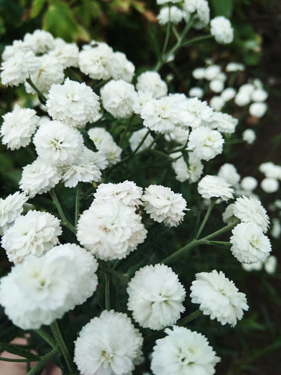 Тысячелистник птармика (Achillea ptarmica)