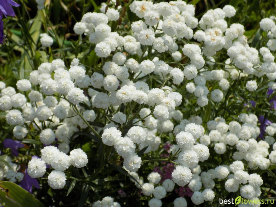 Тысячелистник птармика жемчуг