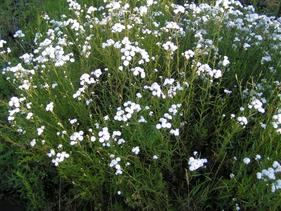 Тысячелистник птармика (Achillea ptarmica)