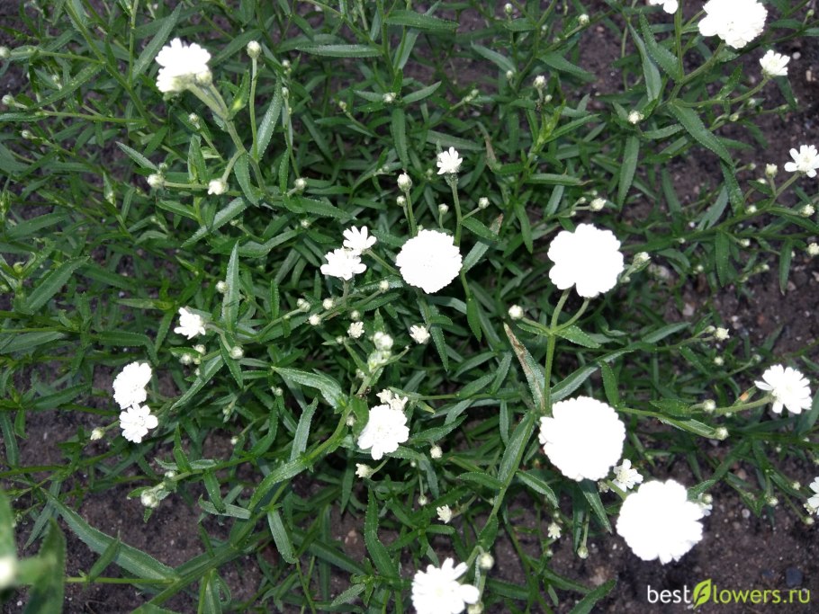 Тысячелистник птармика диадем