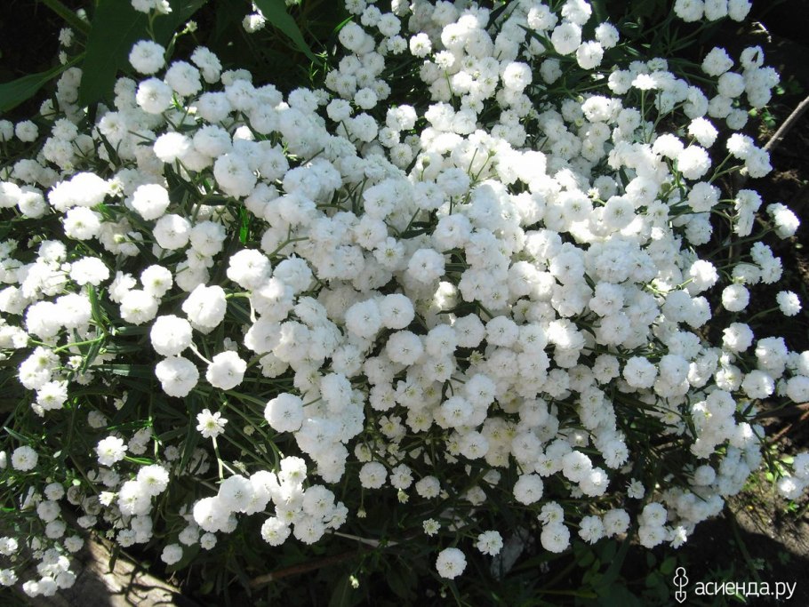 Гипсофила Садовая (Жемчужница)