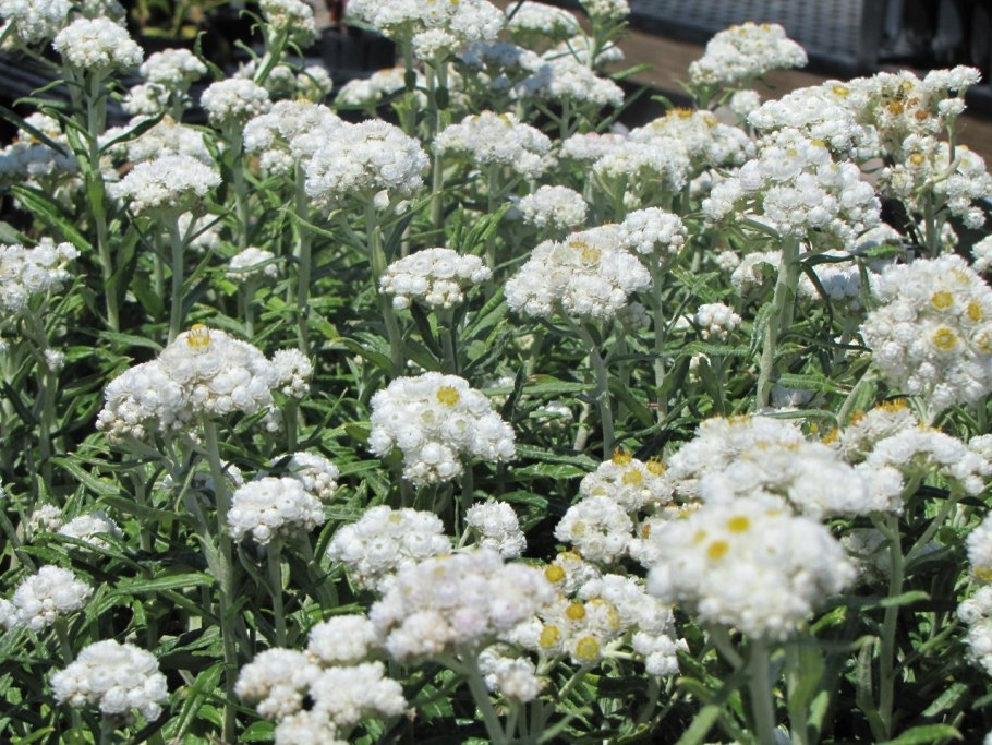Тысячелистник птармика (Achillea ptarmica)