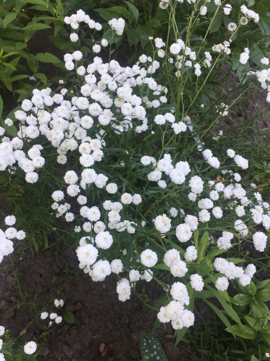 Тысячелистник птармика Жемчужница