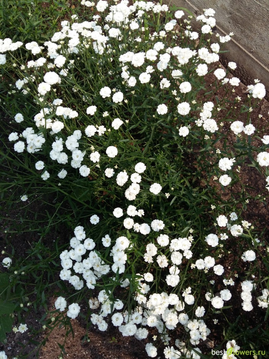 Тысячелистник птармика