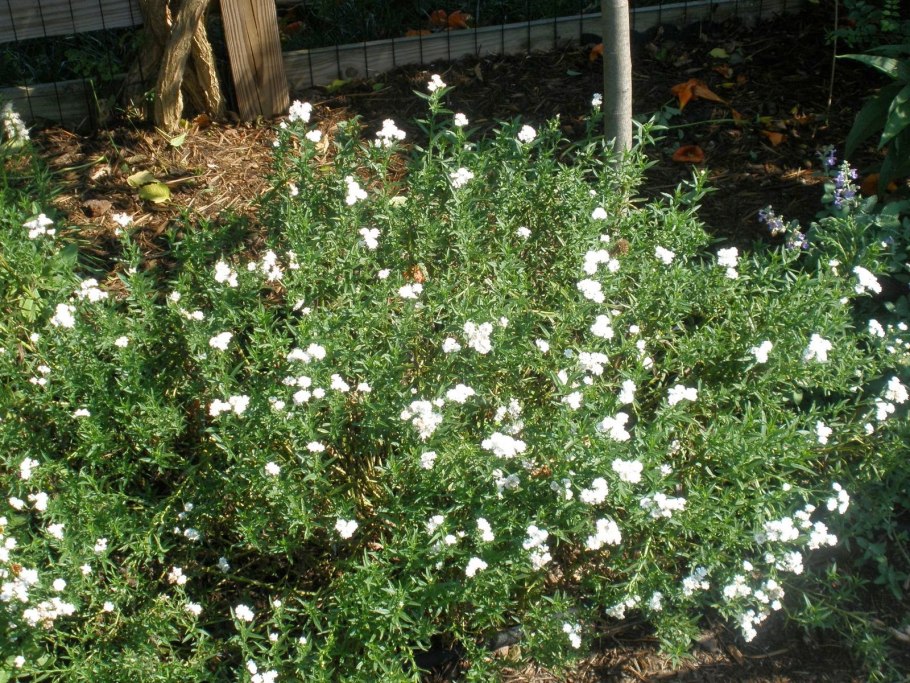 Тысячелистник белая Жемчужина