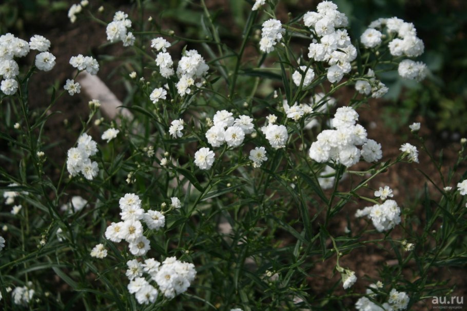 Тысячелистник птармика (Achillea ptarmica)